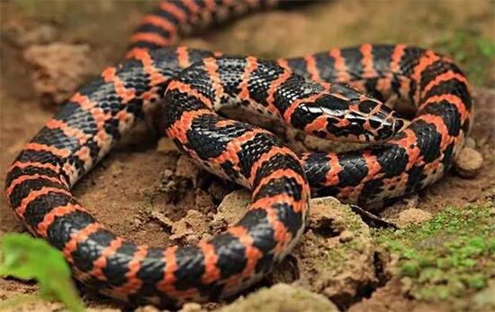 ���Ϻ����������ʲô��