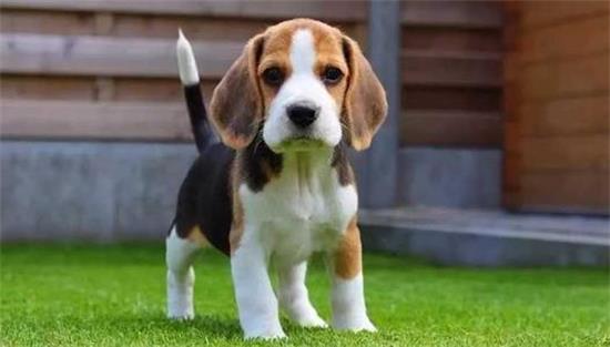 ������γ��٣�