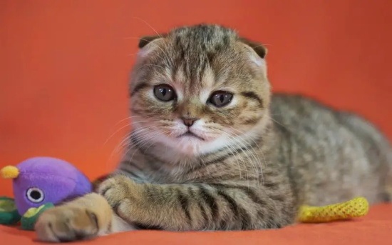 è��Ϊʲôû�й����ҳϣ�