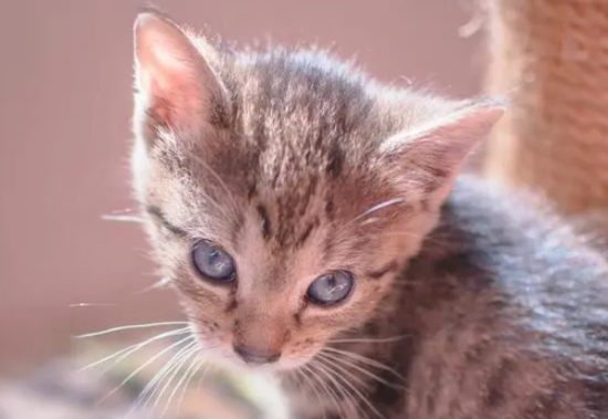 è��Ի�ë�������ȥë����