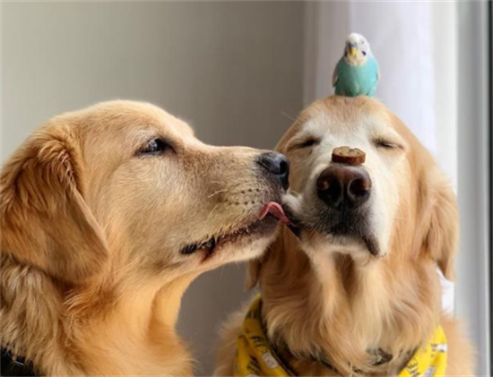 金毛幼犬吃什么食物最好 金毛幼犬吃什么食物最好