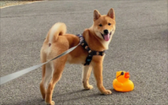 �������������ô����