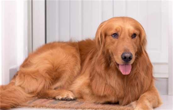 金毛智商相当于几岁人 金毛智商相当于几岁人