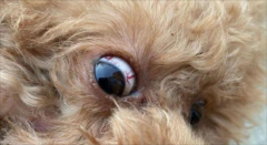 �������߳���ʲôҩ