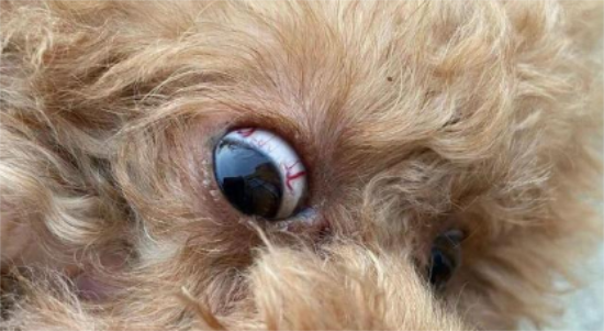 �������߳���ʲôҩ