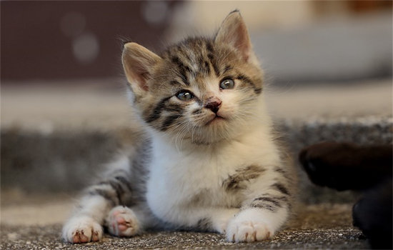 益生菌可以解决猫咪的便秘问题吗?