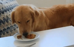 ��ë�����ԳԷ���