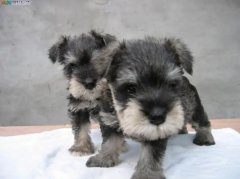 ����ѩ����Ƥ������ԭ��