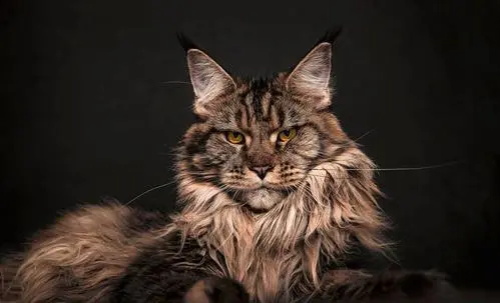 è���������ͻȻ��������ô����?