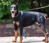 ������ҧ�˻���ô����