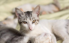 è���۾������з�������ô�죿