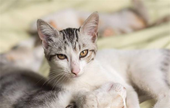 猫咪眼睛流泪有分泌物怎么办?