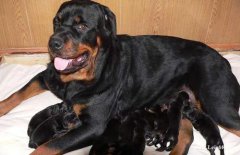 �����Թ����ĺô�