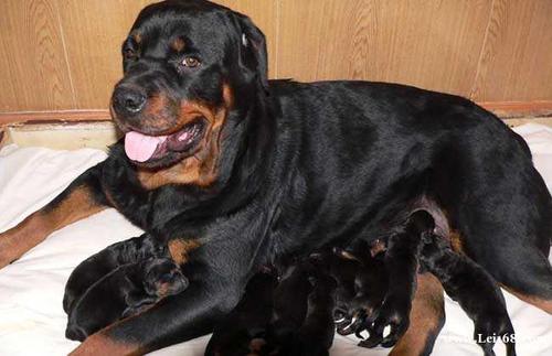 �����Թ����ĺô�