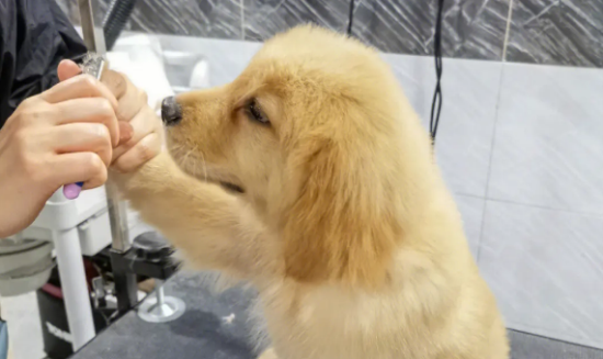 ��ë��ü�һ��ָ��