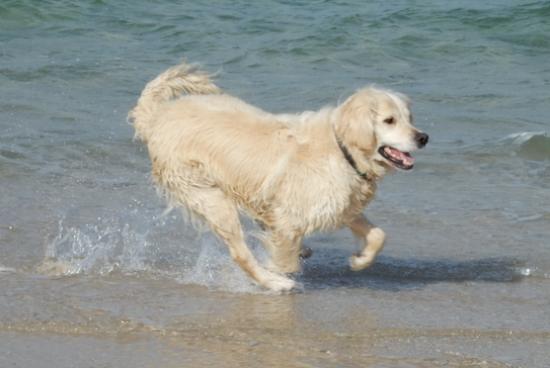 怎么样才能让金毛犬睡在笼子里呢 怎么样才能让金毛犬睡在笼子里呢