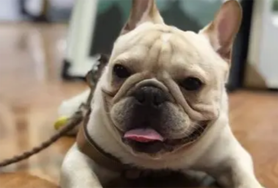 ����Ż�³���ɫ������ʲôԭ��