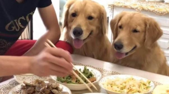 金毛犬不吃东西怎么办呢 金毛犬不吃东西怎么办呢