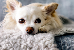 ι������ʳ��ע������