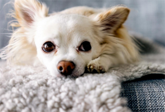 ι������ʳ��ע������