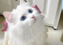 ��˹èʲôʱ��ë?