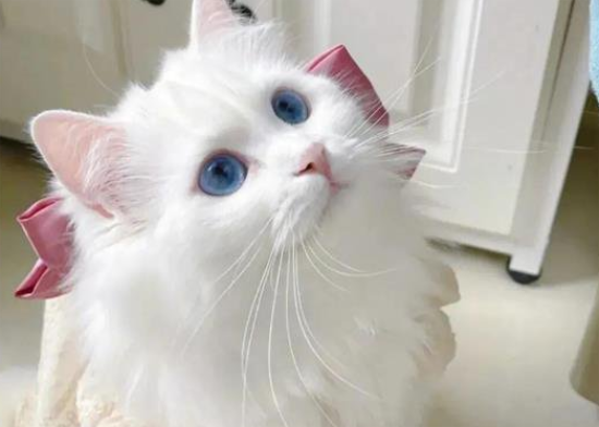 波斯猫什么时候换毛?