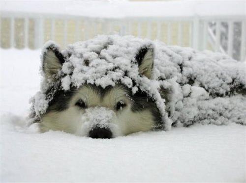 正确的抱狗狗方式