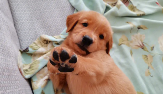 ������֫�������޷�վ������ô���£�