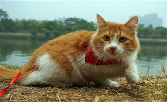 è��ɹ̫����ʲô�ô���