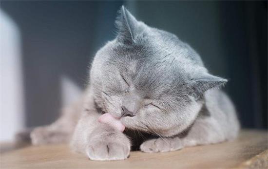 介绍几种有效毛球症治方法