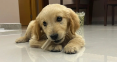 ��ë��ζ������ôȥ��