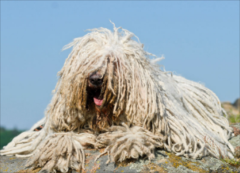 ��ô�жϹ������Գ�θ�ף�