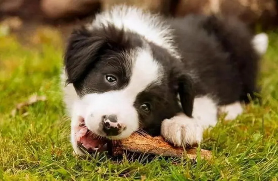 合理饲养狗狗的十大准则