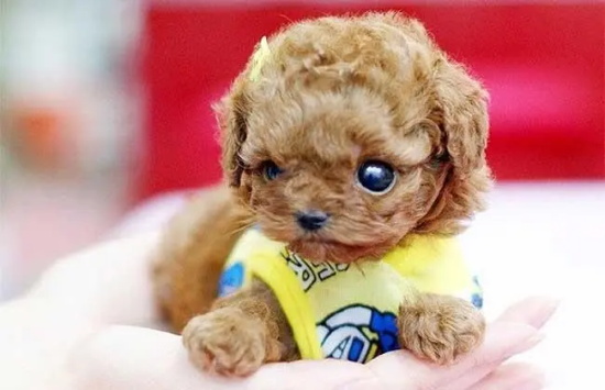 С����������ô�� С�������ԵĽ���취