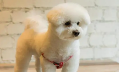 ����Ϊʲô�ỼƤ������