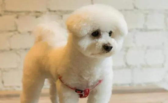 ����Ϊʲô�ỼƤ������