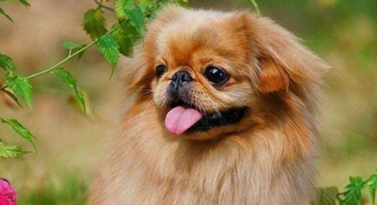 ��������ʲôҩ������ı��뿴��