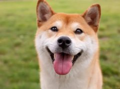 Ϊʲô�������ǵ�ë��