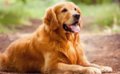 ���Ľ�ë��������