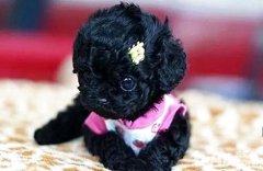 �����ù���Զ�����