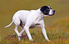 �������������ĳ���ԭ�򼰽������