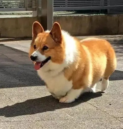 老年狗狗如何养护最佳