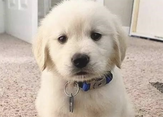 金毛犬眼睛流泪怎么治