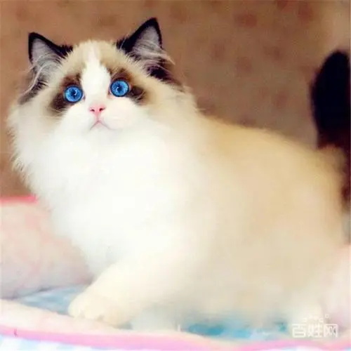 猫咪耳螨难治疗吗?