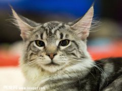 ����è���쳣��ʳ�İ취