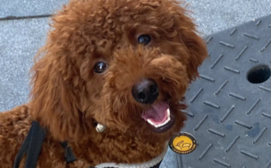 泰迪犬怎样训练?训练泰迪的小技巧