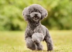 ̩�ϵ�����ѵ��������ѵ������