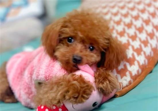 泰迪犬怎样训练?这些训养要点要先知