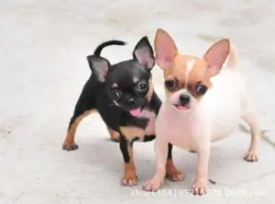 ���ﹷ����ЩƷ�֣�������Ʒ�ֽ���