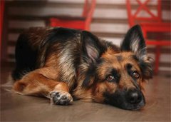 �¹�����Ȯ�м���Ʒ��